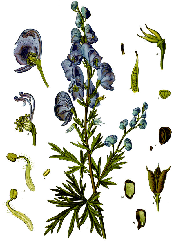 Aconitum napellus — planche Köhler (1887)