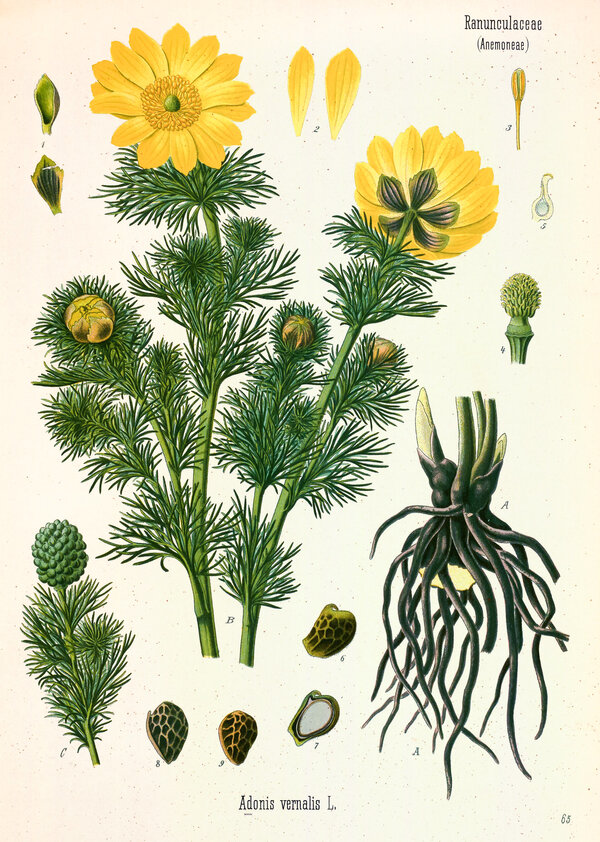 Adonis vernalis — planche Köhler (1887)