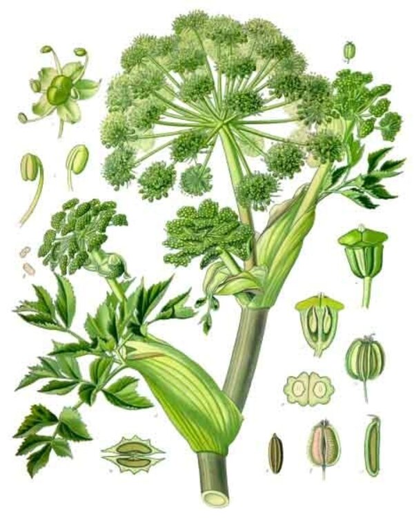 Angelica archangelica — planche Köhler (1887)