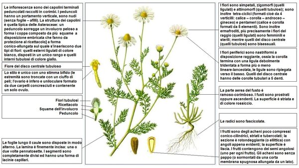 Anthemis cotula — planche Köhler (1887)