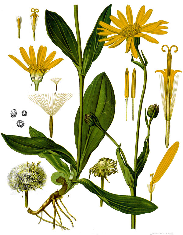 Arnica montana — planche Köhler (1887)