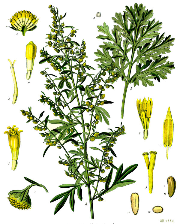 Artemisia absinthium — planche Köhler (1887)