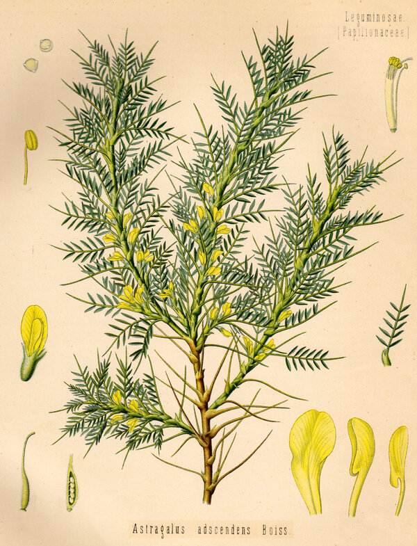 Astragalus adscendens — planche Köhler (1887)