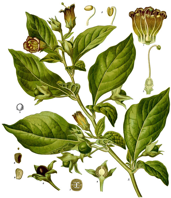 Atropa belladonna — planche Köhler (1887)