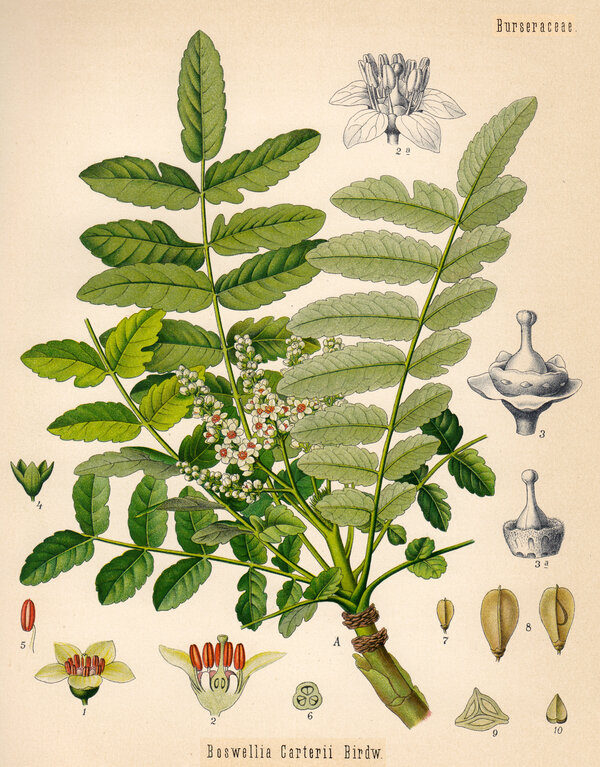 Boswellia sacra — planche Köhler (1887)