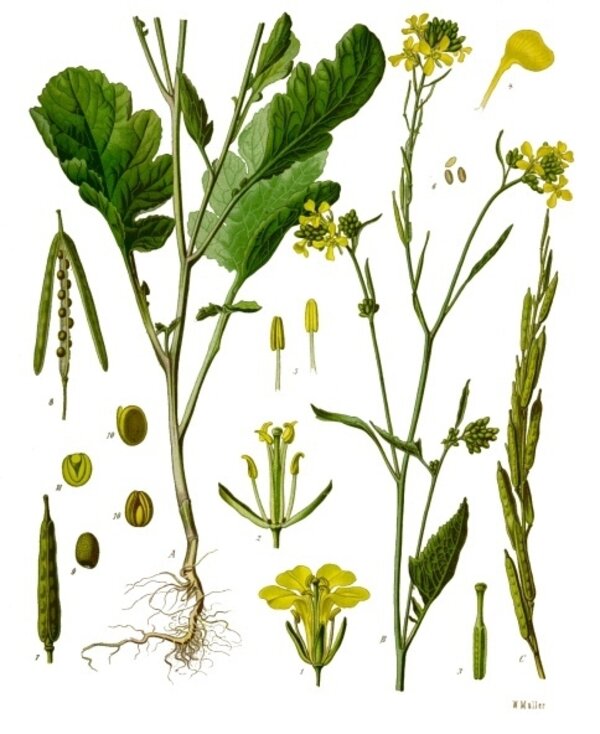 Brassica nigra — planche Köhler (1887)