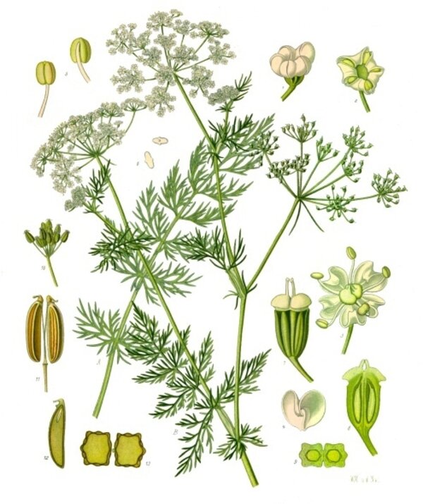 Carum carvi — planche Köhler (1887)