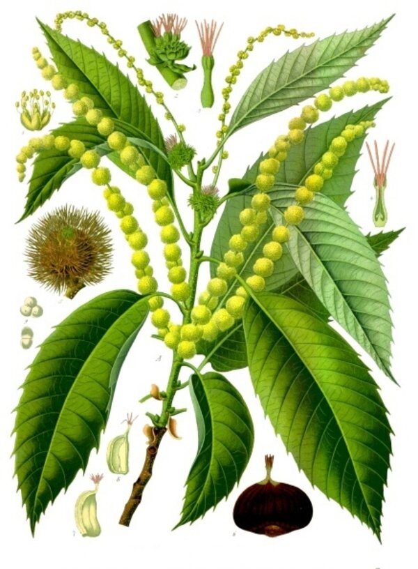 Castanea sativa — planche Köhler (1887)