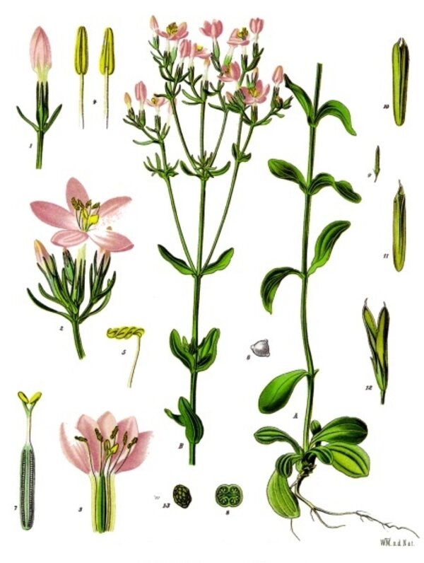 Centaurium erythraea — planche Köhler (1887)