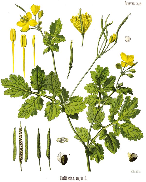 Chelidonium majus — planche Köhler (1887)