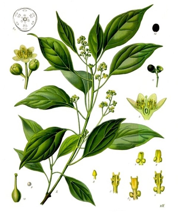 Cinnamomum camphora — planche Köhler (1887)