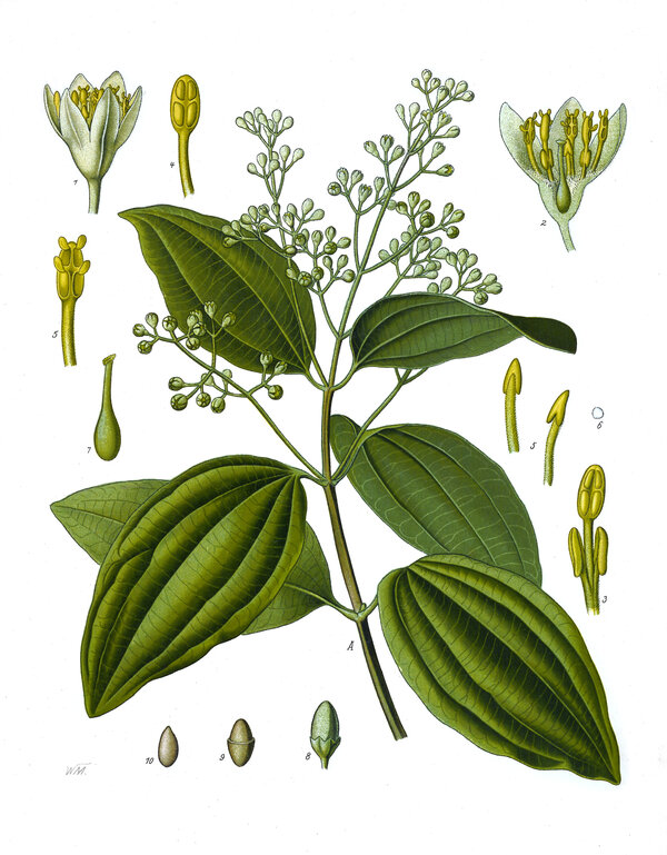 Cinnamomum verum — planche Köhler (1887)