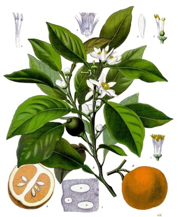 Citrus aurantium — planche Köhler (1887)