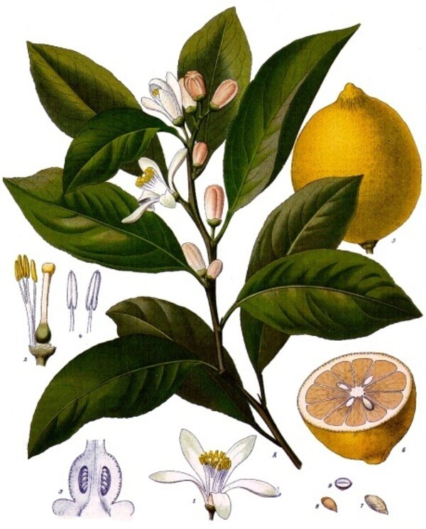 Citrus limon — planche Köhler (1887)