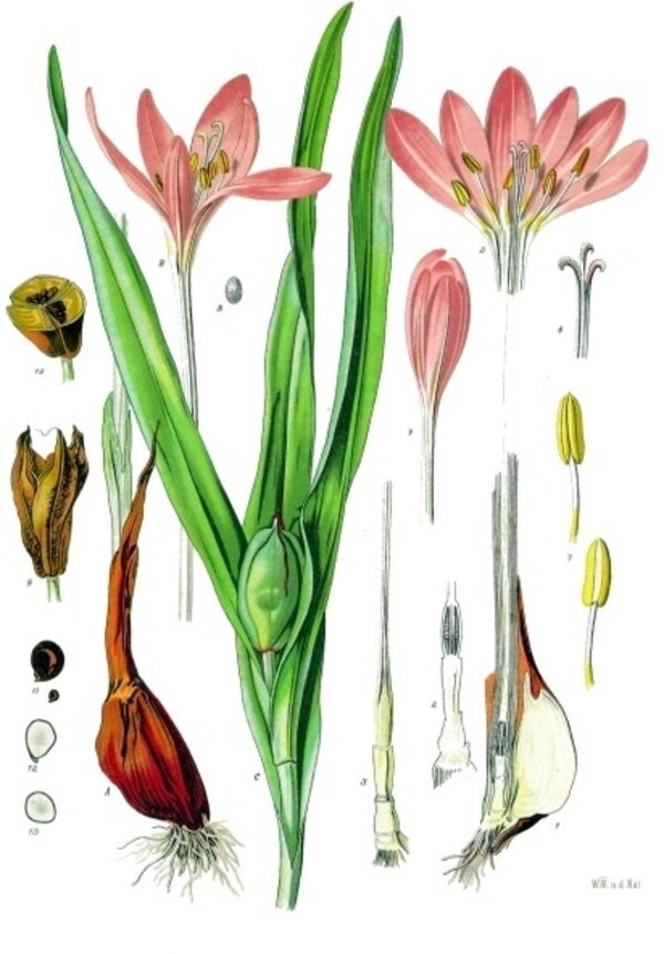 Colchicum autumnale — planche Köhler (1887)
