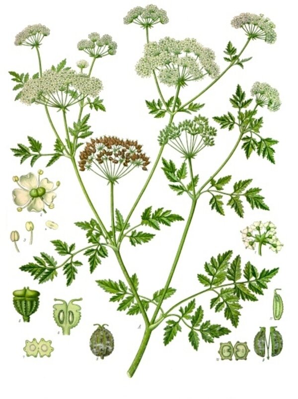 Conium maculatum — planche Köhler (1887)