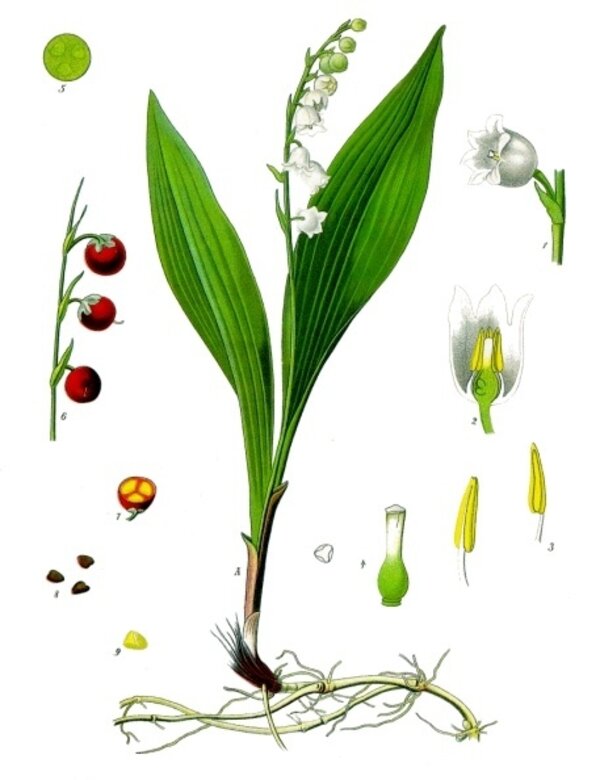 Convallaria majalis — planche Köhler (1887)