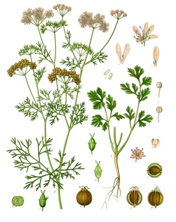 Coriandrum sativum — planche Köhler (1887)