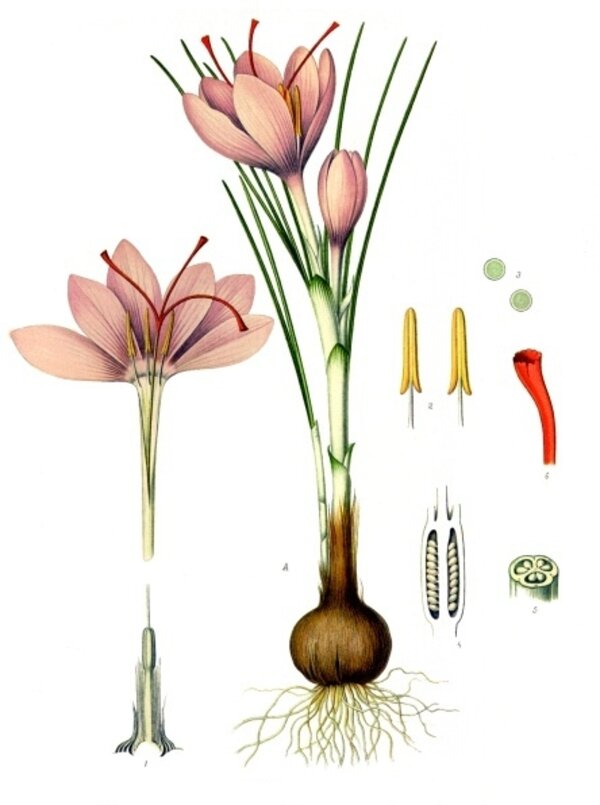Crocus sativus — planche Köhler (1887)