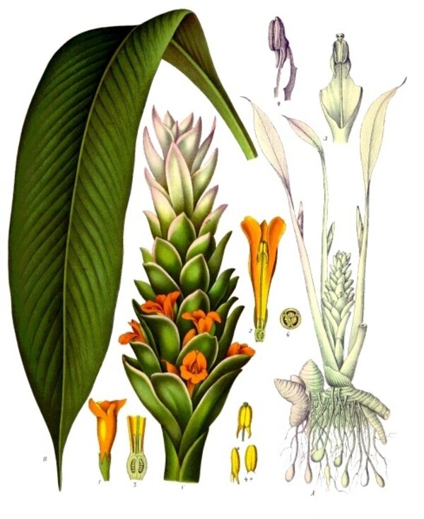 Curcuma longa — planche Köhler (1887)