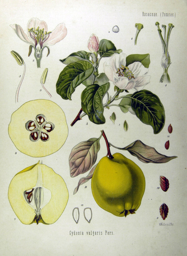 Cydonia oblonga — planche Köhler (1887)