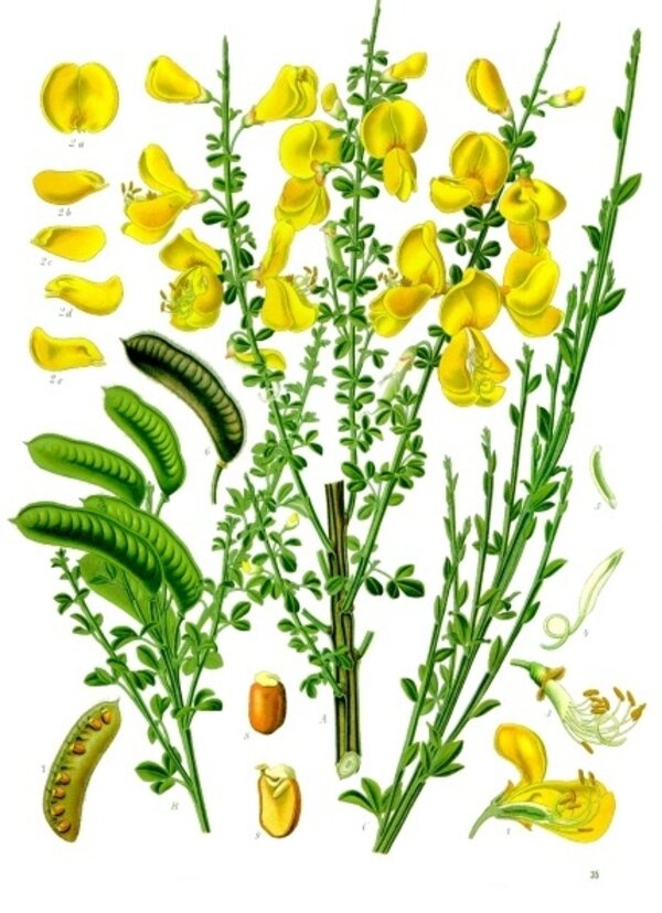 Cytisus scoparius — planche Köhler (1887)