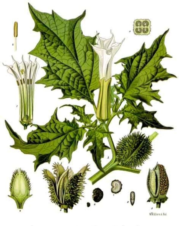 Datura stramonium — planche Köhler (1887)