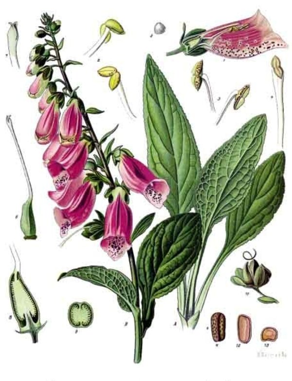 Digitalis purpurea — planche Köhler (1887)