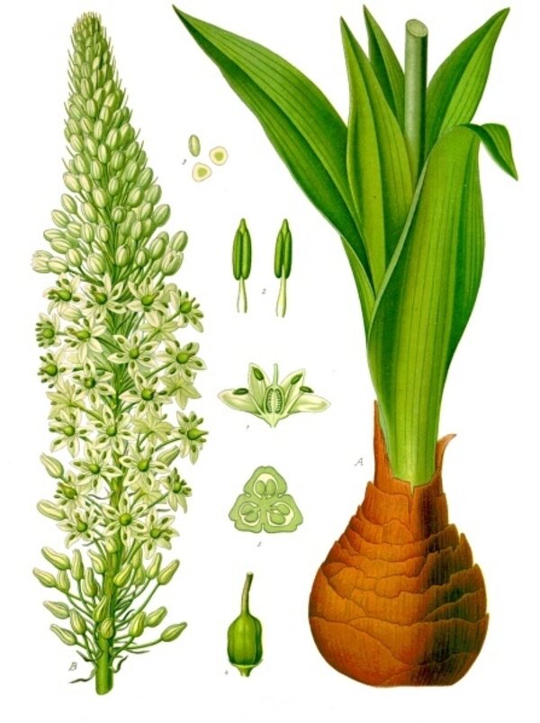Drimia maritima — planche Köhler (1887)