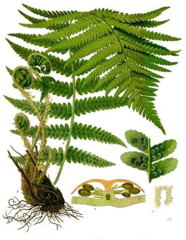 Dryopteris filix-mas — planche Köhler (1887)