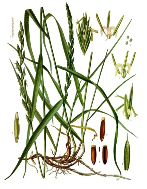 Elytrigia repens — planche Köhler (1887)