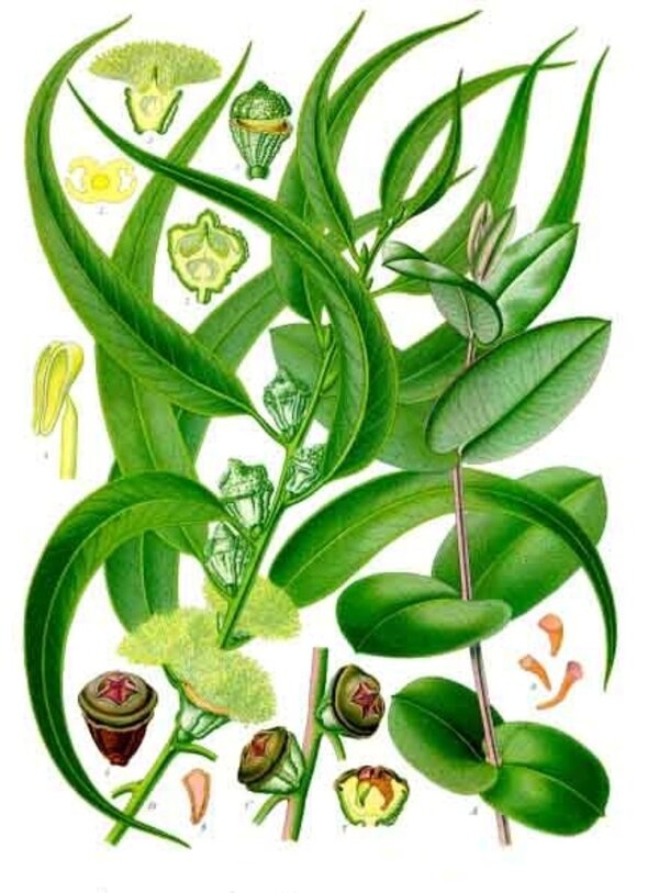 Eucalyptus globulus — planche Köhler (1887)