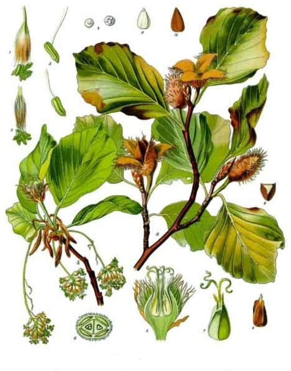Fagus sylvatica — planche Köhler (1887)