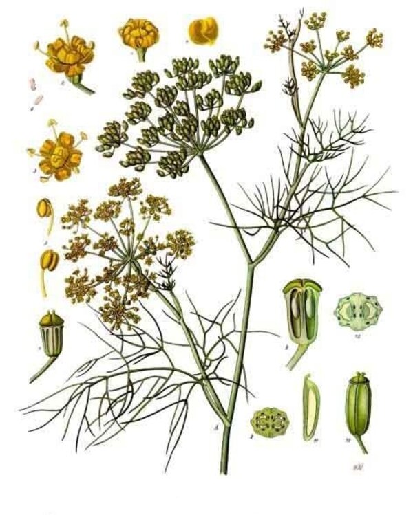 Foeniculum vulgare — planche Köhler (1887)
