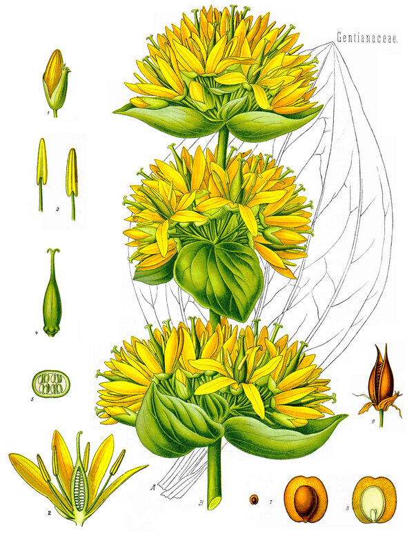 Gentiana lutea — planche Köhler (1887)