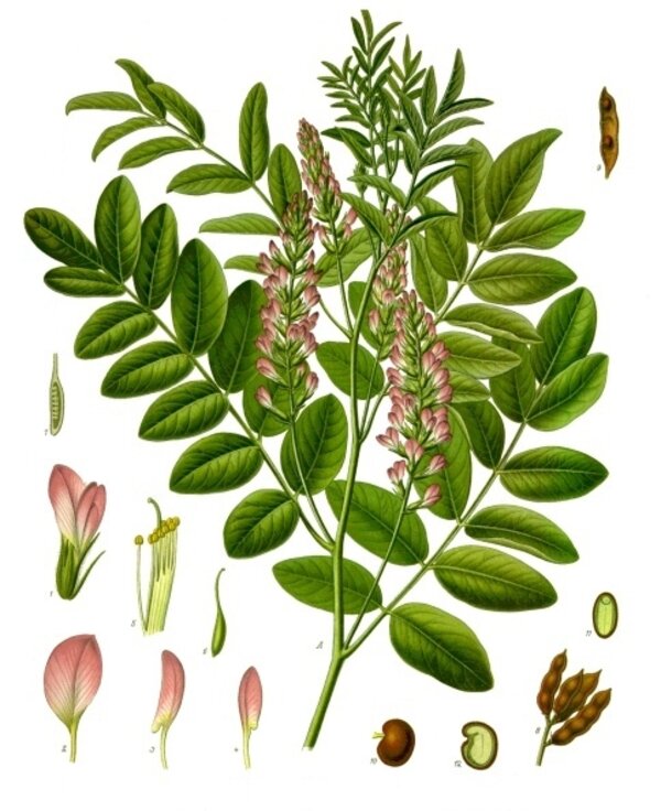 Glycyrrhiza glabra — planche Köhler (1887)