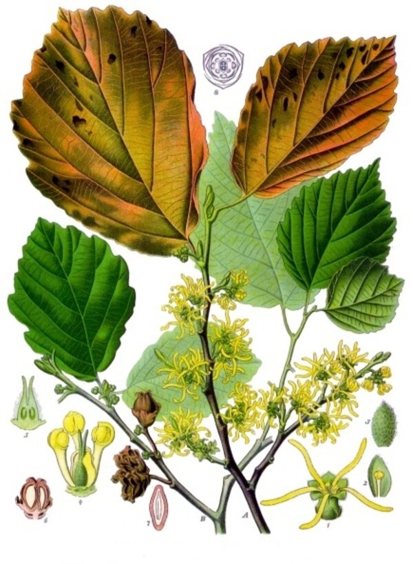 Hamamelis virginiana — planche Köhler (1887)