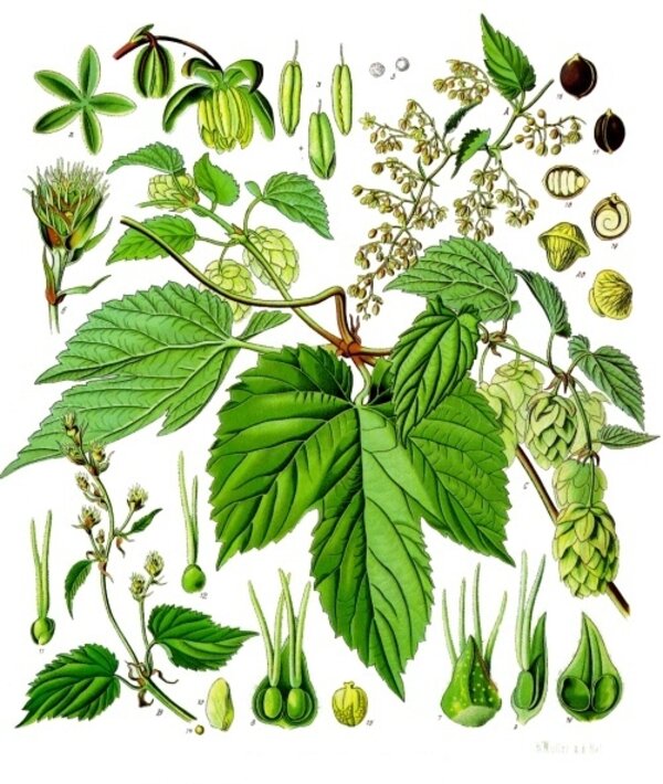 Humulus lupulus — planche Köhler (1887)