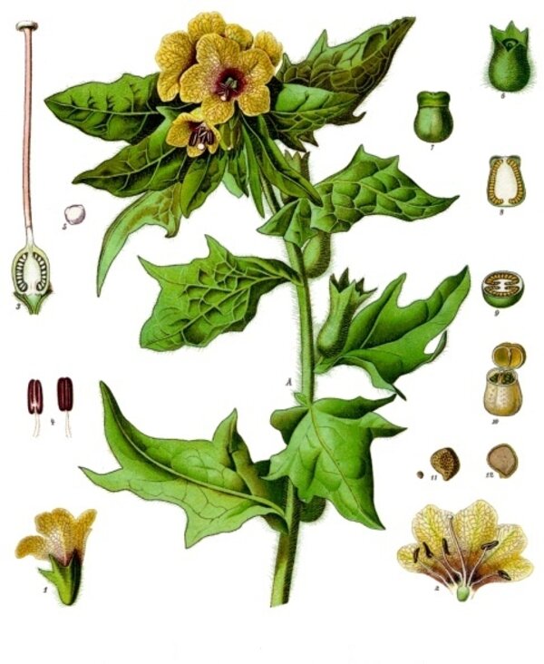 Hyoscyamus niger — planche Köhler (1887)