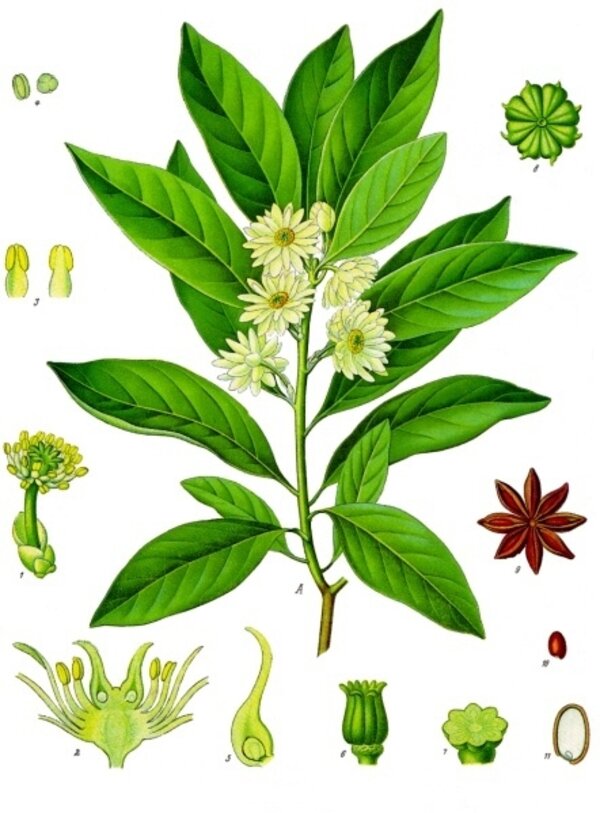Illicium anisatum — planche Köhler (1887)