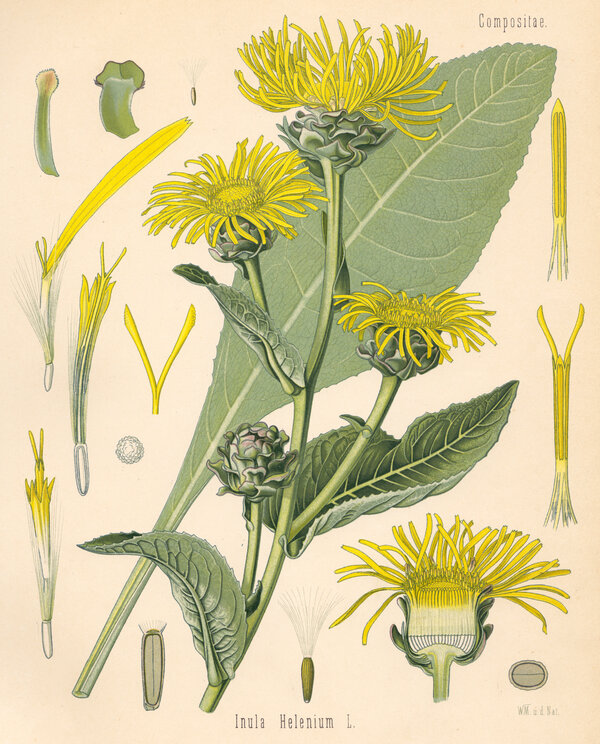 Inula helenium — planche Köhler (1887)