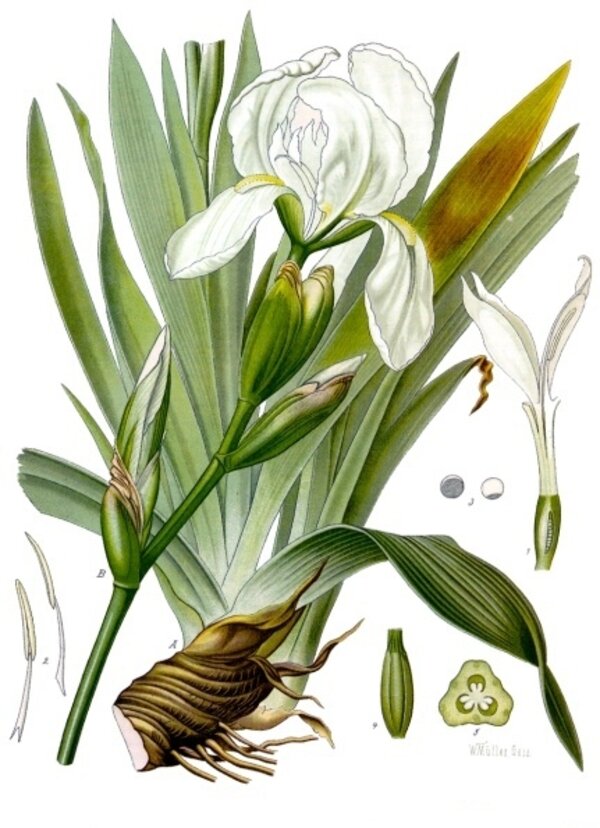 Iris germanica — planche Köhler (1887)