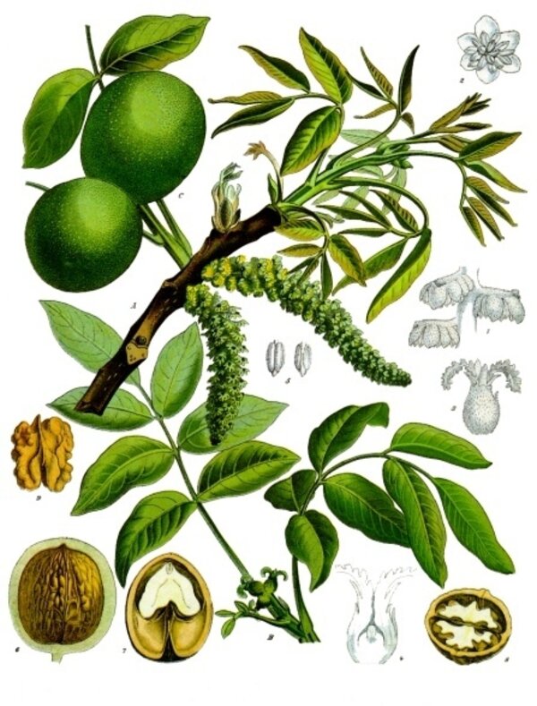 Juglans regia — planche Köhler (1887)