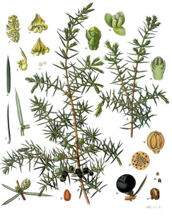 Juniperus communis — planche Köhler (1887)