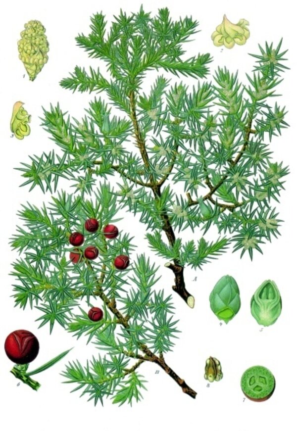 Juniperus oxycedrus — planche Köhler (1887)