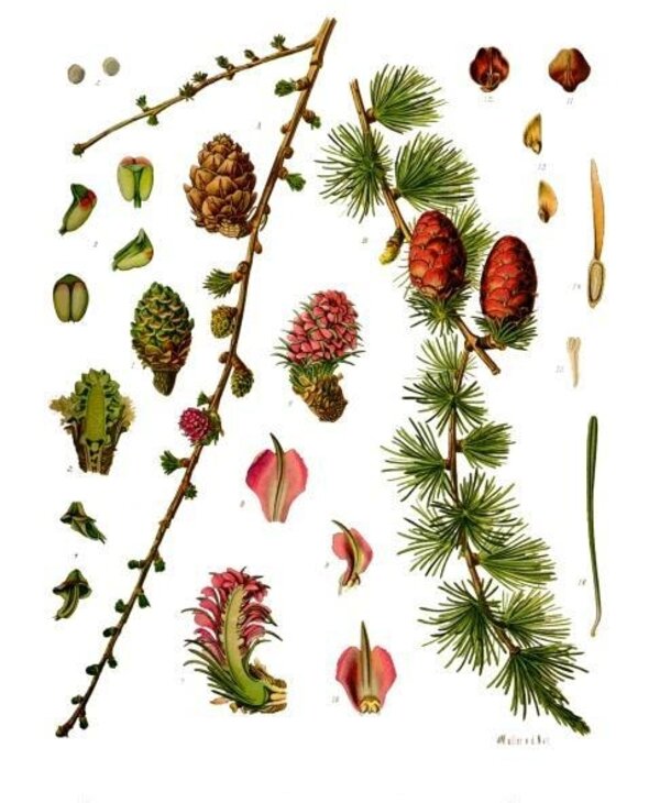 Larix decidua — planche Köhler (1887)