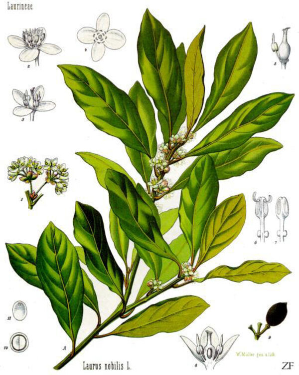 Laurus nobilis — planche Köhler (1887)