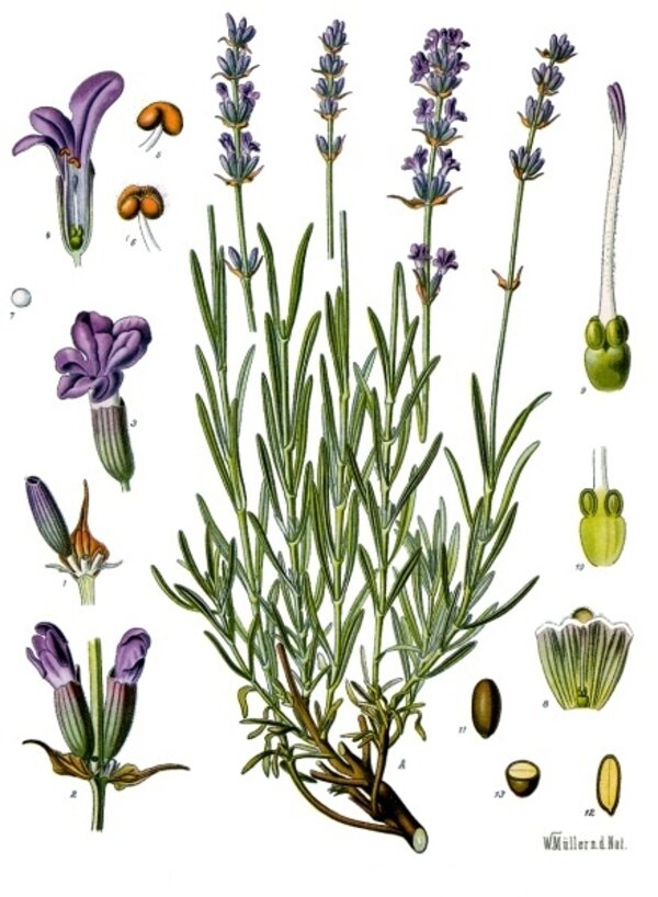 Lavandula angustifolia — planche Köhler (1887)