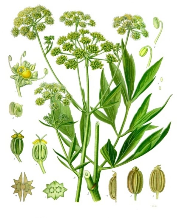 Levisticum officinale — planche Köhler (1887)
