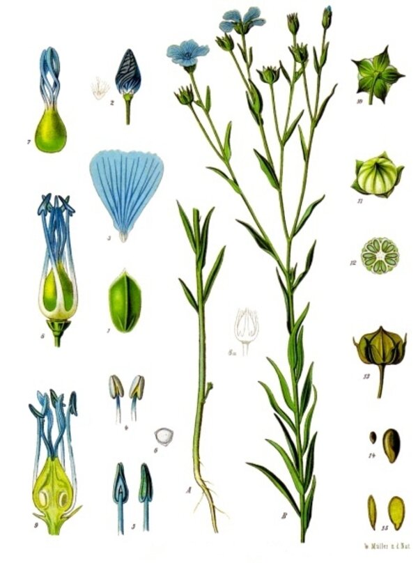 Linum usitatissimum — planche Köhler (1887)